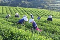 Crowd Vietnamese farmer tea picker on plantation