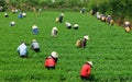 Crowd Vietnamese farmer tea picker on plantation