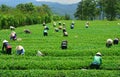 Crowd Vietnamese farmer tea picker on plantation