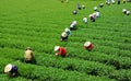 Crowd Vietnamese farmer tea picker on plantation