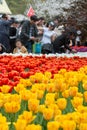 Tulip festival in Hangzhou