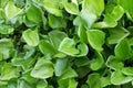 crowd water hyacinth green leaves in the river, nature background