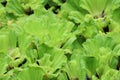 Crowd water hyacinth in a pond green leaves images for nature backgrounds Royalty Free Stock Photo