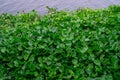 Crowd water hyacinth in a pond Royalty Free Stock Photo