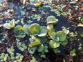 Crowd water hyacinth in a pond Royalty Free Stock Photo