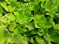 Crowd water hyacinth in a pond Royalty Free Stock Photo