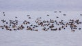 Crowd of Waterfowl