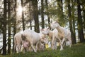 Crowd of white grazing sheep