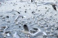 Crowd of wild bird Royalty Free Stock Photo