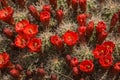 Crowded Blooms Of A Mojave Mound Cactus Echinocereus triglochidiatus