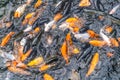 Crowded group of fancy carp koi fish in the pond Royalty Free Stock Photo