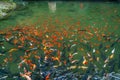 Crowded group of mirror carp fish swimming in the pond Royalty Free Stock Photo