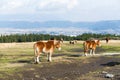 Crowded Horse farm at highland