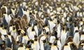 Crowded King Penguin Colony Royalty Free Stock Photo