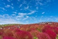 Crowded people going to the Miharashi Hill to see the red kochia bushes in the Hitachi Seaside Park. Kochia Carnival. Royalty Free Stock Photo