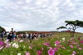Crowded people going to the Miharashi Hill to see the red kochia bushes in the Hitachi Seaside Park. Kochia Carnival.