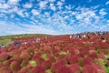 Crowded people going to the Miharashi Hill to see the red kochia bushes in the Hitachi Seaside Park. Kochia Carnival.