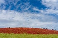 Crowded people going to the Miharashi Hill to see the red kochia bushes in the Hitachi Seaside Park. Kochia Carnival. Royalty Free Stock Photo