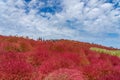 Crowded people going to the Miharashi Hill to see the red kochia bushes in the Hitachi Seaside Park. Kochia Carnival. Royalty Free Stock Photo