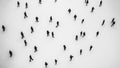 Aerial View of People on Ice Royalty Free Stock Photo