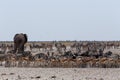 Crowded waterhole with Elephants, zebras, springbok and orix Royalty Free Stock Photo