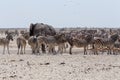 Crowded waterhole with Elephants, zebras, springbok and orix Royalty Free Stock Photo