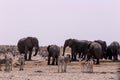 Crowded waterhole with Elephants, zebras, springbok and orix Royalty Free Stock Photo