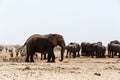Crowded waterhole with Elephants Royalty Free Stock Photo