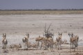 Crowded waterhole in Etosha National Park, Namibia Royalty Free Stock Photo