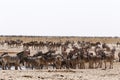 Crowded waterhole with zebras, springbok and orix Royalty Free Stock Photo