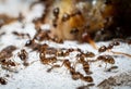 Crowds of ants are gnawing and tearing up carcasses for food. A colony of worker ants looking for food Climb on carcasses to gnaw