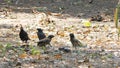 Crowds bird Acridotheres grandis was killing bird that invade the territory.