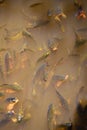 Crowed fish in pond