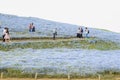 People walking on a track of nemophila flowers field in hitachi seaside park japan Royalty Free Stock Photo