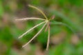 Crowfoot grass flower