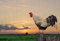 Cock stands on the fence against the sunset Royalty Free Stock Photo