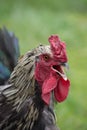 Crowing Hamburg Rooster in Profile