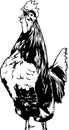 Crowing Rooster Royalty Free Stock Photo