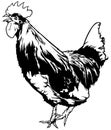 Crowing Rooster Royalty Free Stock Photo