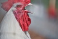 Crowing Rooster closeup view of Rooster Head Royalty Free Stock Photo