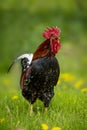 Crowing rooster in dandelion meadow