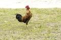 Crowing Rooster Royalty Free Stock Photo