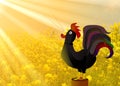 Crowing rooster golden sunshine morning