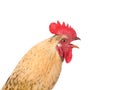 Crowing rooster in profile close up. isolated on white background