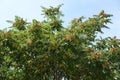 Crown of Ailanthus altissima with pinkish seeds