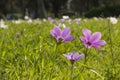 Crown Anemone Royalty Free Stock Photo
