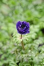 Crown anemone Animo Blue