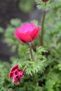 Crown anemone Animo Pink Royalty Free Stock Photo