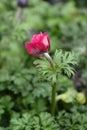 Crown anemone Animo Pink Royalty Free Stock Photo