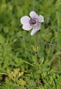 Crown Anemone